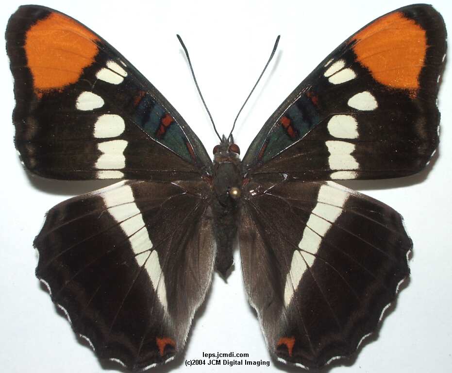 Limenitis (Adelpha) californica (California Sister) Life Cycle image JCMDI.COM 