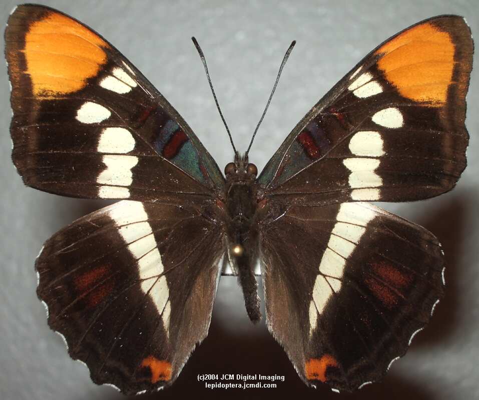 Limenitis (Adelpha) californica (California Sister) Life Cycle image JCMDI.COM 