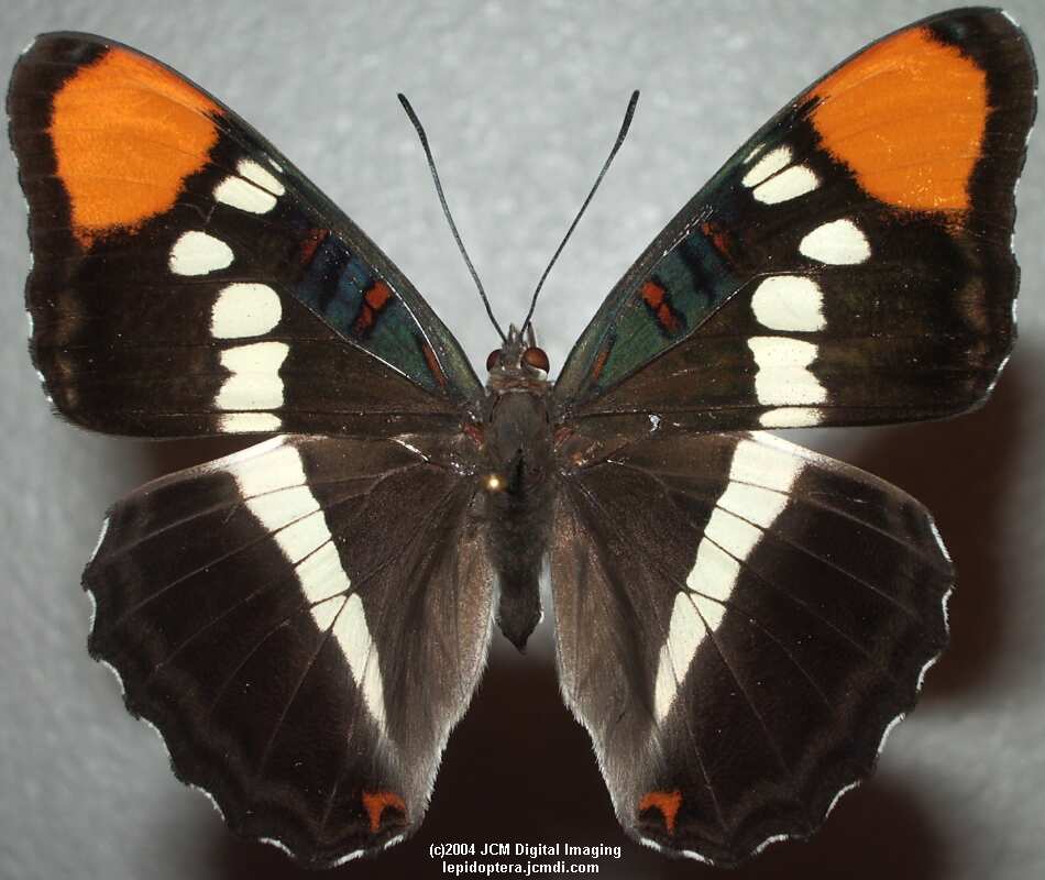Limenitis (Adelpha) californica (California Sister) Life Cycle image JCMDI.COM 