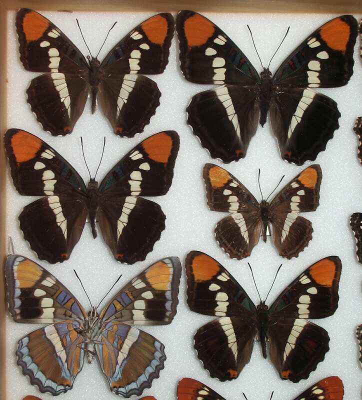 Limenitis (Adelpha) californica (California Sister) Life Cycle image JCMDI.COM 