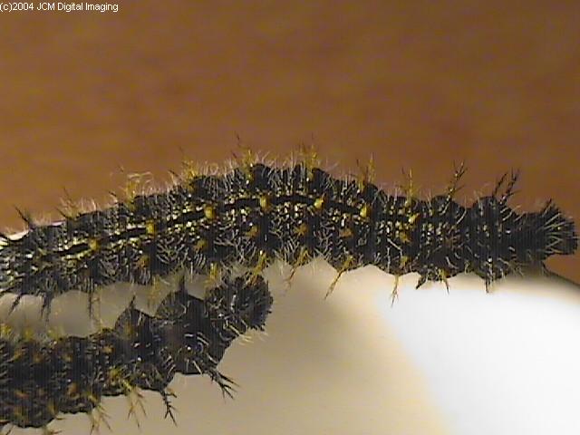 Nymphalis californica (California Tortoiseshell) Life Cycle image JCMDI.COM 