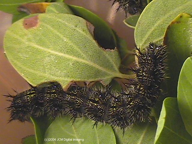 Nymphalis californica (California Tortoiseshell) Life Cycle image JCMDI.COM 