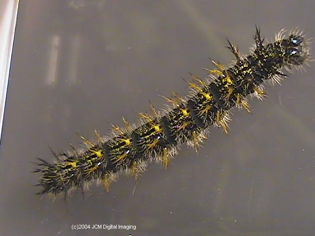 Nymphalis californica (California Tortoiseshell) Life Cycle image JCMDI.COM 