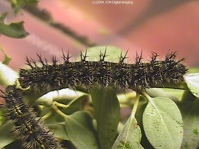 Nymphalis californica (California Tortoiseshell) Life Cycle image JCMDI.COM 