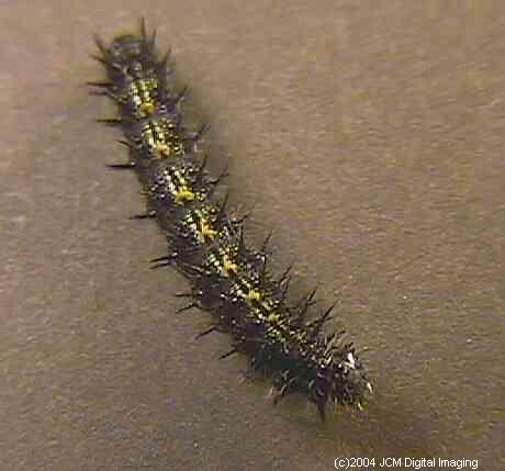 Nymphalis californica (California Tortoiseshell) Life Cycle image JCMDI.COM 