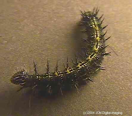 Nymphalis californica (California Tortoiseshell) Life Cycle image JCMDI.COM 