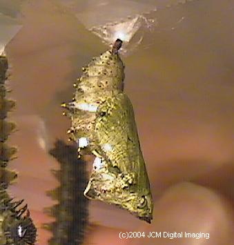 Nymphalis californica (California Tortoiseshell) Life Cycle image JCMDI.COM 