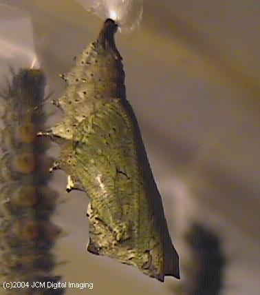 Nymphalis californica (California Tortoiseshell) Life Cycle image JCMDI.COM 
