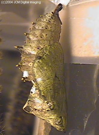 Nymphalis californica (California Tortoiseshell) Life Cycle image JCMDI.COM 