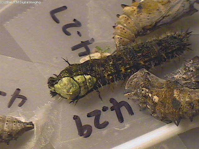 Nymphalis californica (California Tortoiseshell) Life Cycle image JCMDI.COM 