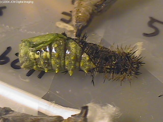 Nymphalis californica (California Tortoiseshell) Life Cycle image JCMDI.COM 