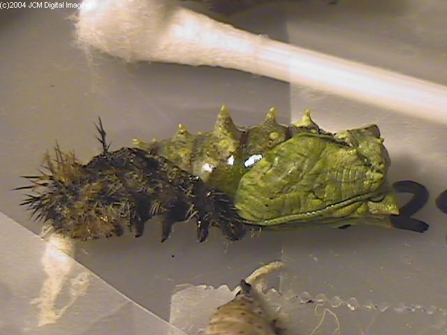 Nymphalis californica (California Tortoiseshell) Life Cycle image JCMDI.COM 