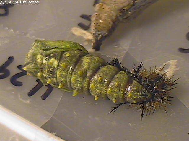 Nymphalis californica (California Tortoiseshell) Life Cycle image JCMDI.COM 