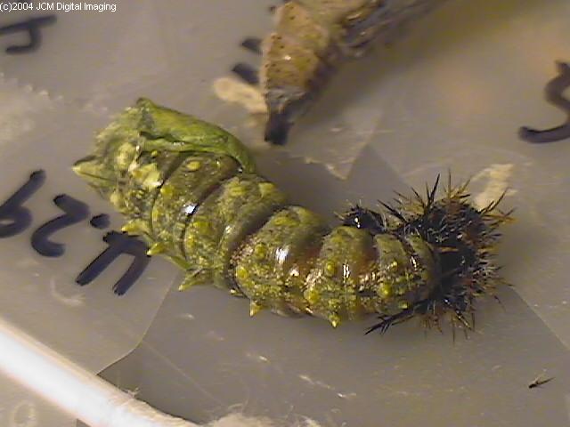 Nymphalis californica (California Tortoiseshell) Life Cycle image JCMDI.COM 