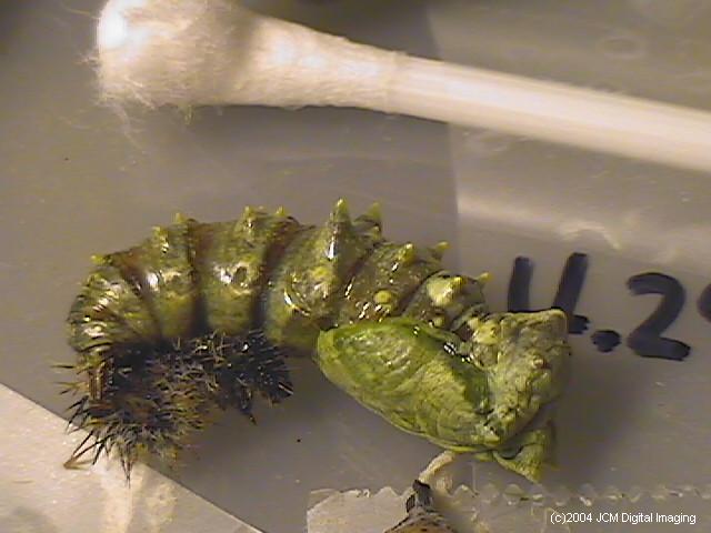 Nymphalis californica (California Tortoiseshell) Life Cycle image JCMDI.COM 