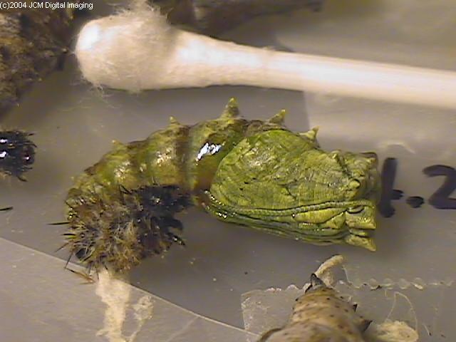 Nymphalis californica (California Tortoiseshell) Life Cycle image JCMDI.COM 