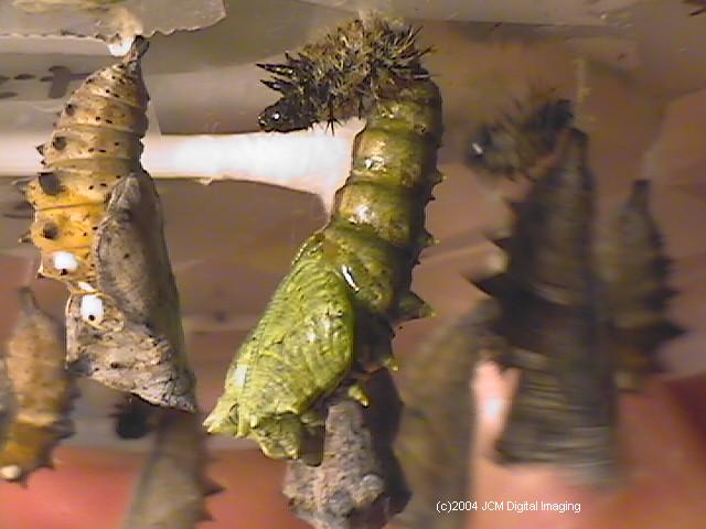 Nymphalis californica (California Tortoiseshell) Life Cycle image JCMDI.COM 