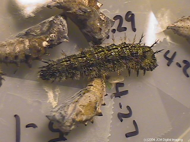 Nymphalis californica (California Tortoiseshell) Life Cycle image JCMDI.COM 