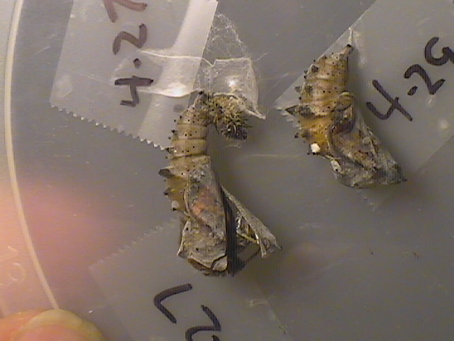Nymphalis californica (California Tortoiseshell) Life Cycle image JCMDI.COM 