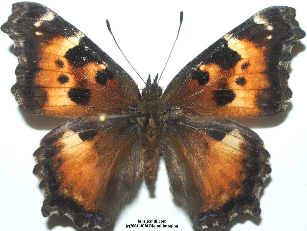 Nymphalis californica (California Tortoiseshell) Life Cycle image JCMDI.COM 