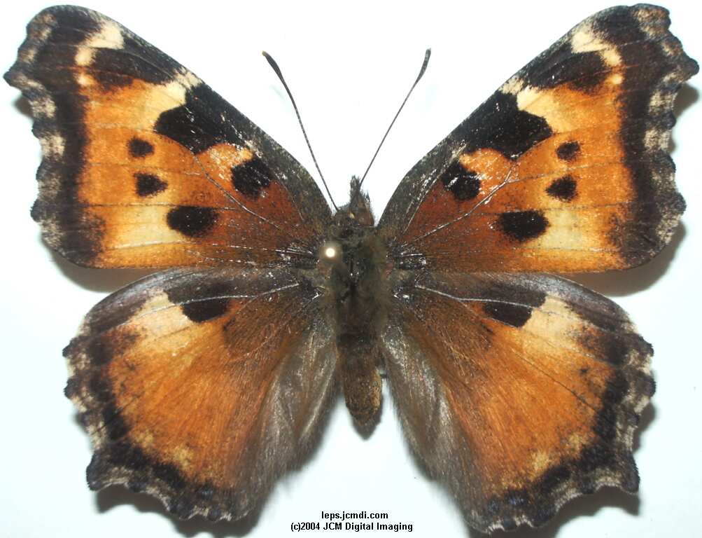 Nymphalis californica (California Tortoiseshell) Life Cycle image JCMDI.COM 