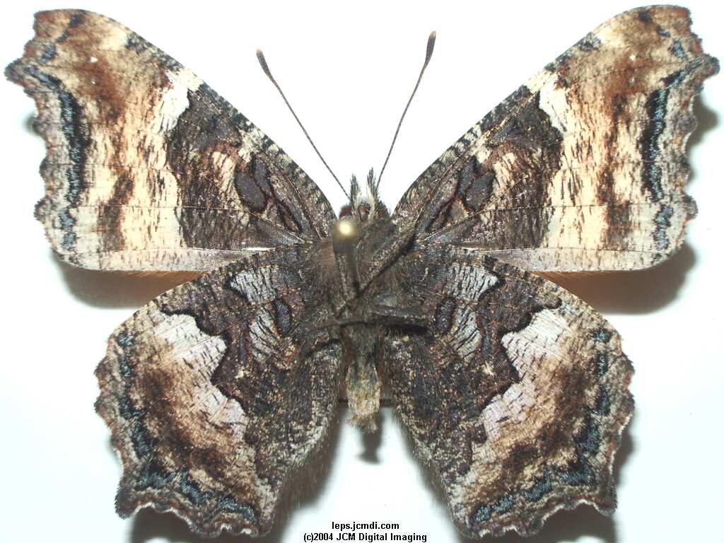 Nymphalis californica (California Tortoiseshell) Life Cycle image JCMDI.COM 