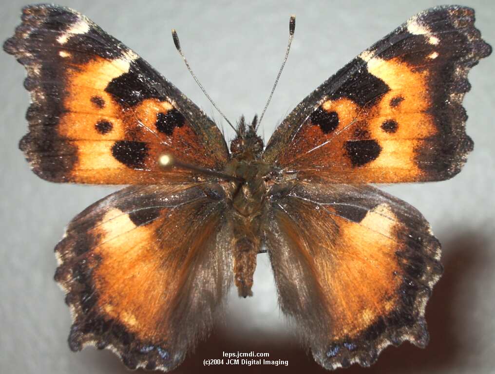 Nymphalis californica (California Tortoiseshell) Life Cycle image JCMDI.COM 