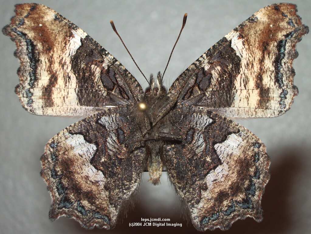 Nymphalis californica (California Tortoiseshell) Life Cycle image JCMDI.COM 