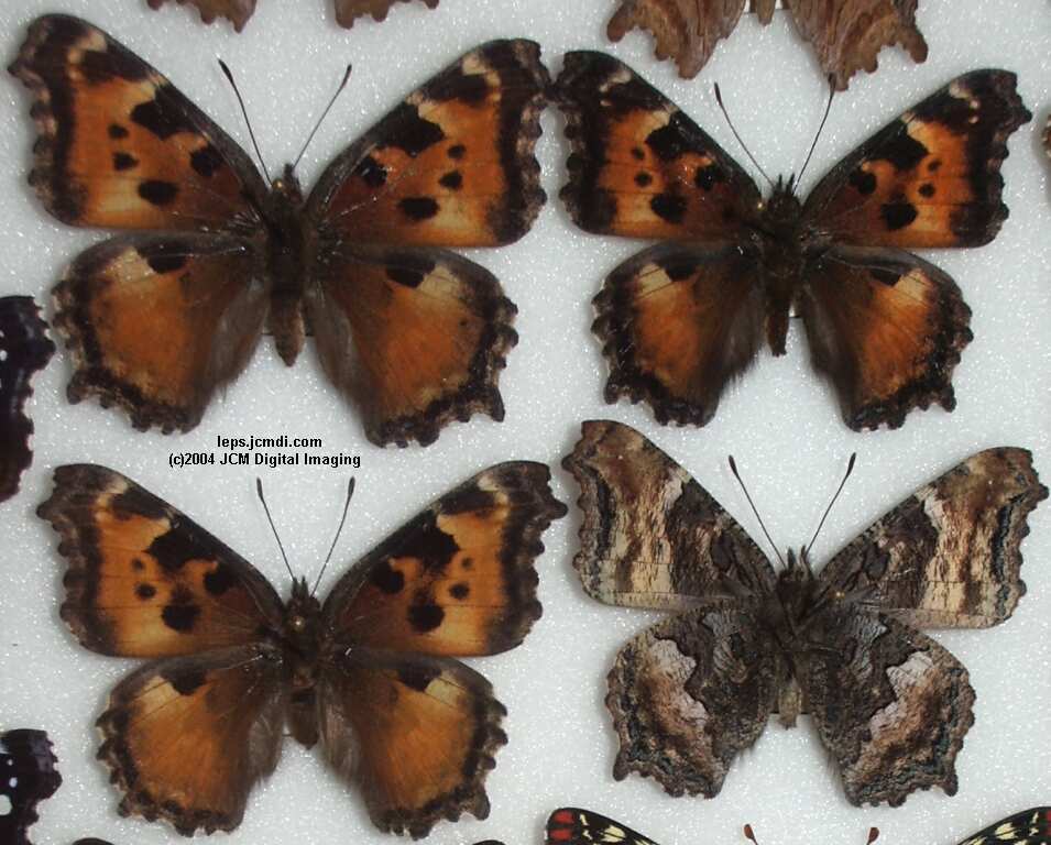 Nymphalis californica (California Tortoiseshell) Life Cycle image JCMDI.COM 