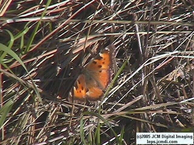 Nymphalis californica (California Tortoiseshell) Life Cycle image JCMDI.COM 