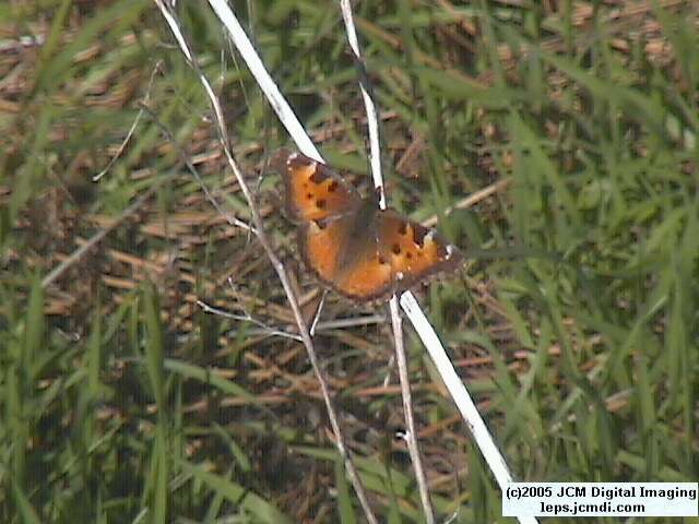 Nymphalis californica (California Tortoiseshell) Life Cycle image JCMDI.COM 