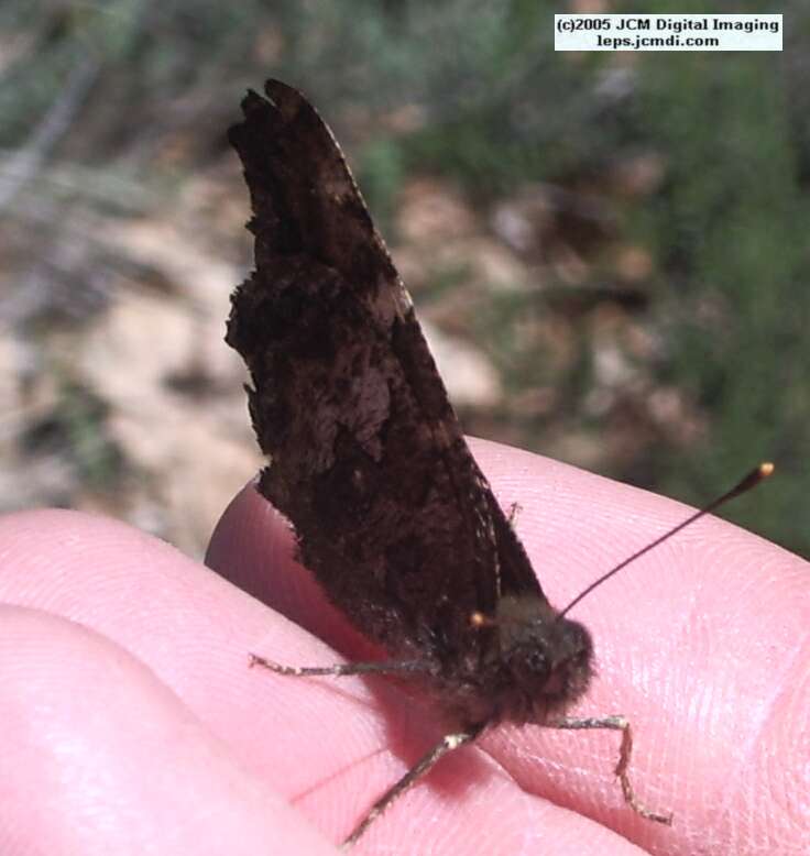 Nymphalis californica (California Tortoiseshell) Life Cycle image JCMDI.COM 