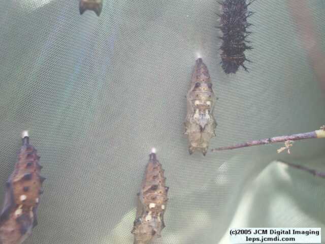 Nymphalis californica (California Tortoiseshell) Life Cycle image JCMDI.COM 