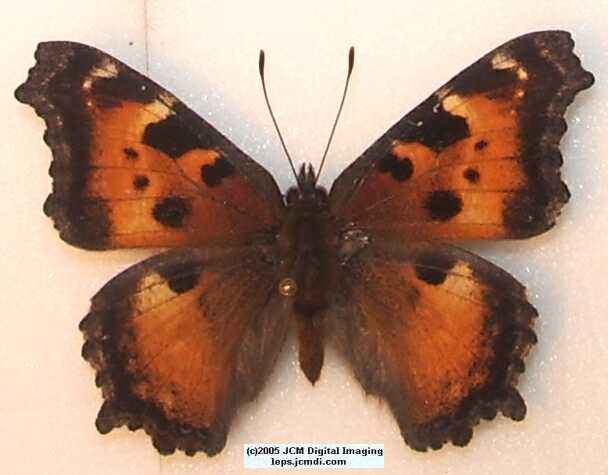 Nymphalis californica (California Tortoiseshell) Life Cycle image JCMDI.COM 