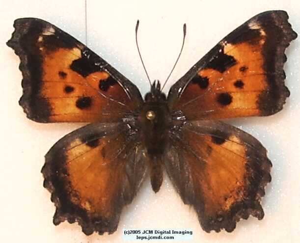 Nymphalis californica (California Tortoiseshell) Life Cycle image JCMDI.COM 