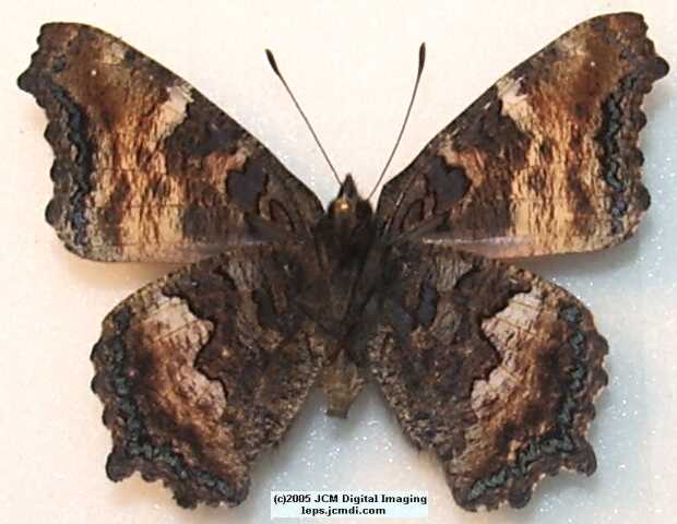 Nymphalis californica (California Tortoiseshell) Life Cycle image JCMDI.COM 