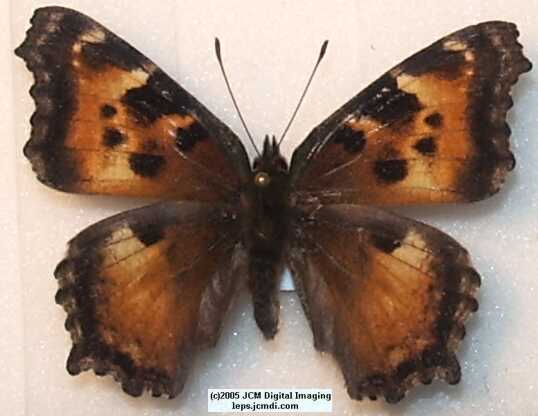 Nymphalis californica (California Tortoiseshell) Life Cycle image JCMDI.COM 