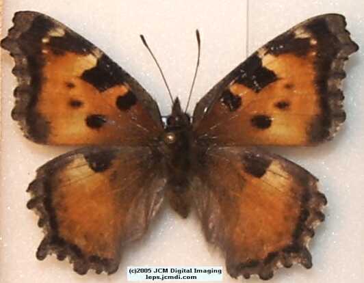 Nymphalis californica (California Tortoiseshell) Life Cycle image JCMDI.COM 