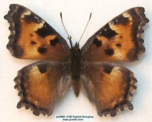 Nymphalis californica (California Tortoiseshell) Life Cycle image JCMDI.COM 