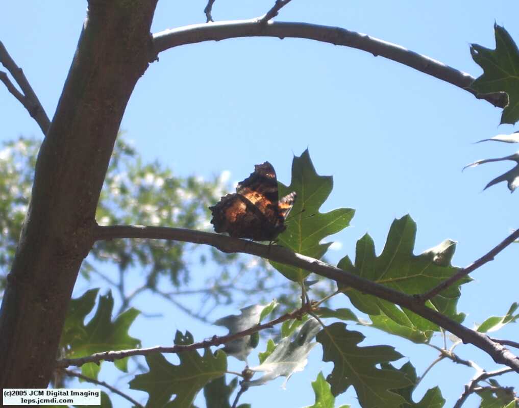 Nymphalis californica (California Tortoiseshell) Life Cycle image JCMDI.COM 