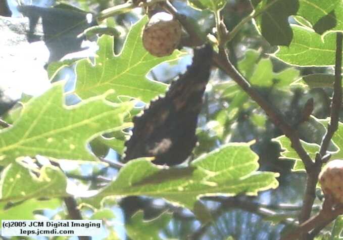 Nymphalis californica (California Tortoiseshell) Life Cycle image JCMDI.COM 