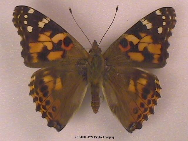 Vanessa cardui (Painted Lady)  Life Cycle image JCMDI.COM 