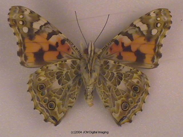 Vanessa cardui (Painted Lady)  Life Cycle image JCMDI.COM 