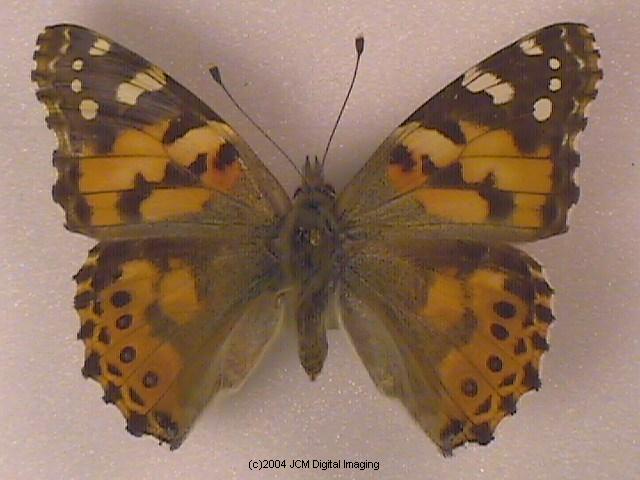 Vanessa cardui (Painted Lady)  Life Cycle image JCMDI.COM 