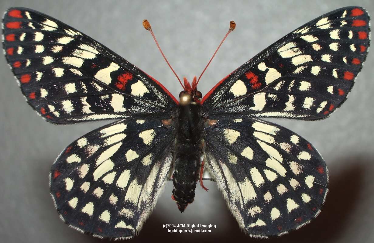 Euphydryas chalsedona (Chalsedon [variable] Checkerspot)  Life Cycle image JCMDI.COM 
