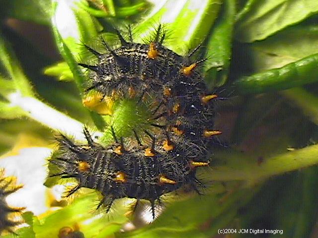 Euphydryas chalsedona (Chalsedon [variable] Checkerspot)  Life Cycle image JCMDI.COM 