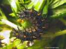 Chalcedon Checkerspot (Euphydryas chalcedona) mature larva