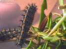 Chalcedon Checkerspot (Euphydryas chalcedona) mature larva