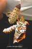Chalcedon Checkerspot (Euphydryas chalcedona) emerging from pupae