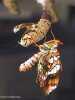 Chalcedon Checkerspot (Euphydryas chalcedona) emerging from pupae
